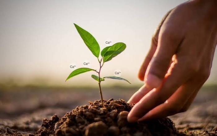 Calcium Carbonate benefits